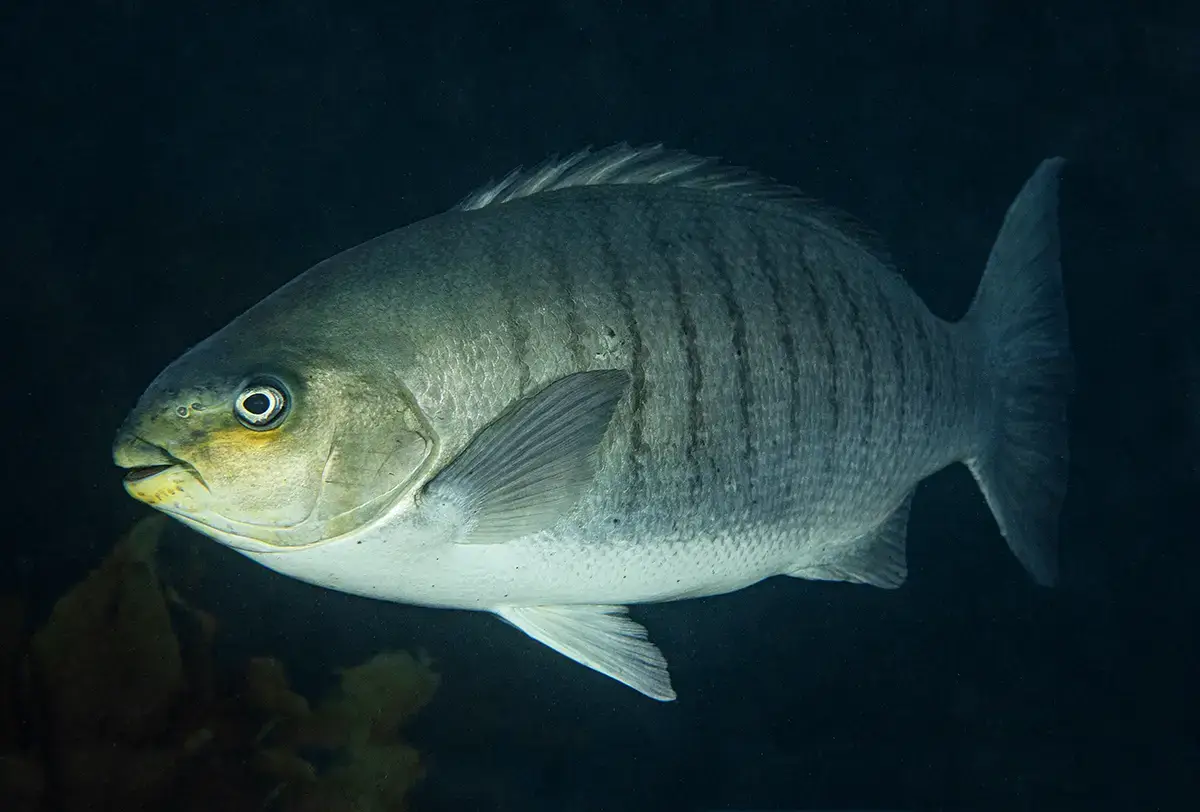 Parore Fish